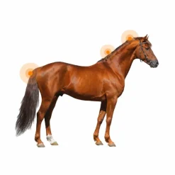 Discount Animaderm - Lotion dermite estivale pour peau épaisse Derfen clear