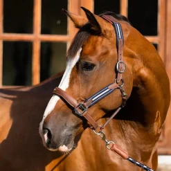 Antarès Sellier - Licol en cuir Stressless grainé havane / marine Outlet