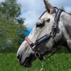 Antarès Sellier - Licol en cuir Stressless grainé havane / marine Outlet