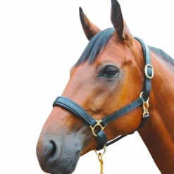 Hot Canter - Licol cuir Noir