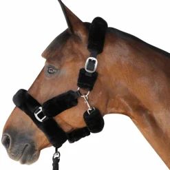 Canter - Licol de transport noir Clearance