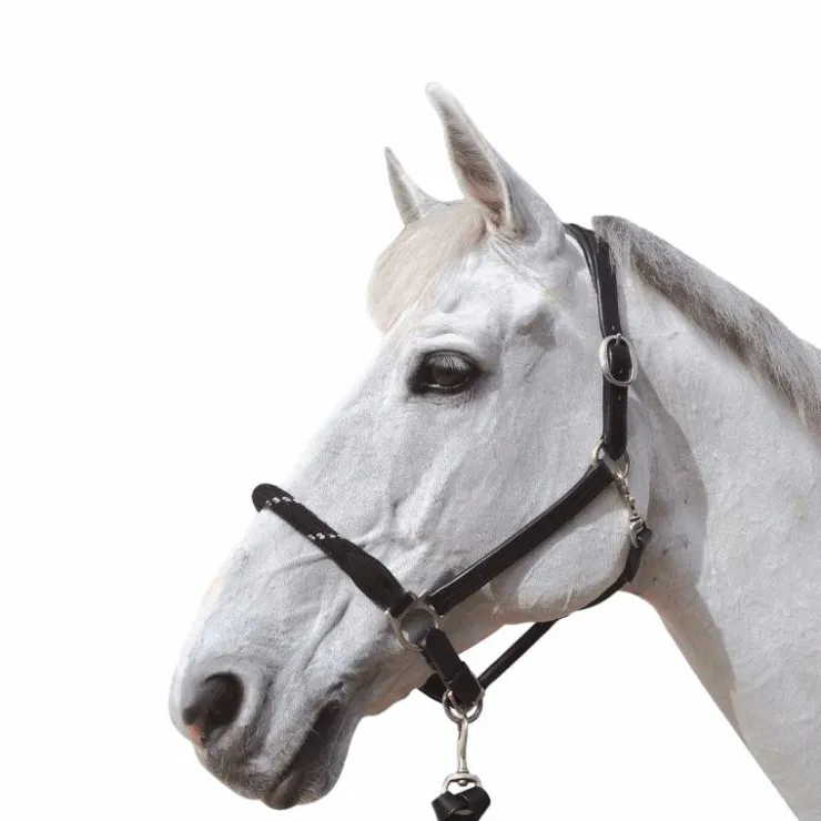 Online Canter - Licol en corde bouclerie argent / argent Noir