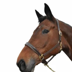 Chetak - Licol cheval Bright cuir doublé Marron New