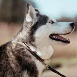 Dyon - Collier pour chien Fancy brun Marron New