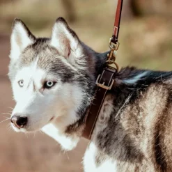 Dyon - Collier pour chien cuir Plat brun Marron Hot