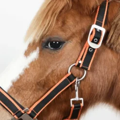 Hot Equithème - Licol + longe Satiné noir/ Orange