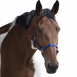 Equithème - Licol en nylon bleu roi Online