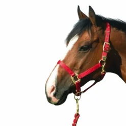 New Equithème - Licol en nylon rouge