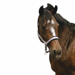 Hot Equithème - Licol Nylon Jacquard lilas Violet