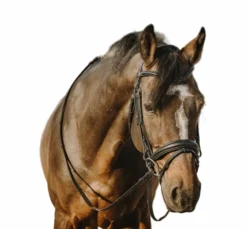 Best Eric Thomas - Bridon bat Noir