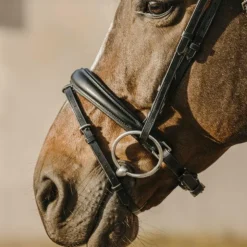 Best Eric Thomas - Bridon bat Noir