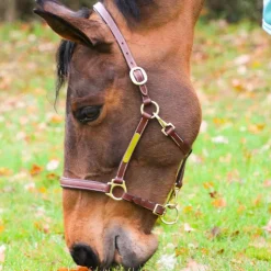 Online Eric Thomas - Licol cuir Grooming Havane