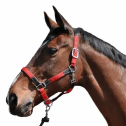 Clearance Flags & Cup - Licol cheval nylon et cuir noir / Rouge