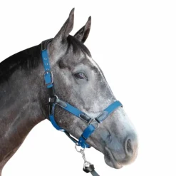 Flags & Cup - Licol cheval nylon et cuir noir / électrique Bleu Discount