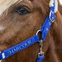 Harcour - Licol et longe Teschic électrique Bleu Online