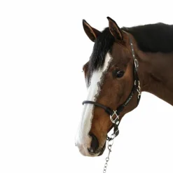 Hot Harcour - Licol pour chevaux Honey foncé Gris