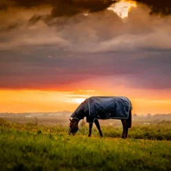 Horseware - Couverture d'extérieur Amigo Ripstop Plus Turnout witney navy 0g Bleu