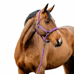 Online Horseware - Licol et longe Amigo winterberry Violet