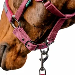 Clearance Horseware - Licol et longe Amigo mulberry Rouge
