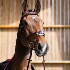 Discount Jump'In - Bridon muserolle croisée Evolution noisette Marron