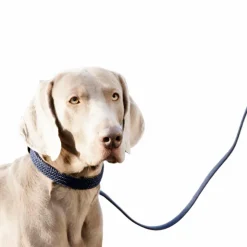 Online Kentucky Dogwear - Colliers pour chiens Marine