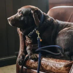 Online Kentucky Dogwear - Colliers pour chiens Marine