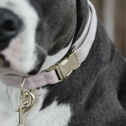 Kentucky Dogwear - Colliers pour chiens Velvet tendre Rose Clearance