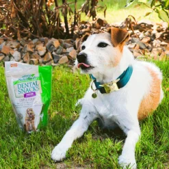 Kentucky Dogwear - Colliers pour chiens Velvet Emeraude Bleu New