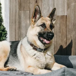 Kentucky Dogwear - Collier pour chiens Gris Online