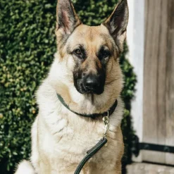 Kentucky Dogwear - Collier pour chiens Gris Online