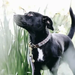 Sale Kentucky Dogwear - Colliers pour chiens Triangle Gris