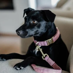 Kentucky Dogwear - Collier pour chiens Wool Rose Hot