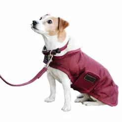 Sale Kentucky Dogwear - Colliers pour chiens Bordeaux