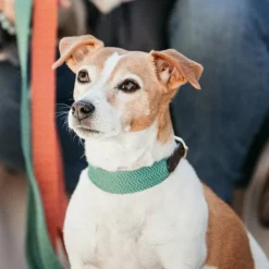 Discount Kentucky Dogwear - Collier pour chien Jacquard olive Vert