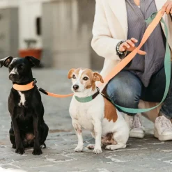 Discount Kentucky Dogwear - Collier pour chien Jacquard olive Vert