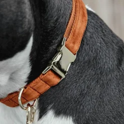 Online Kentucky Dogwear - Colliers pour chiens Velvet Orange