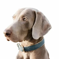 Kentucky Dogwear - Colliers pour chiens Velvet ciel Bleu Hot