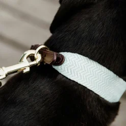 Hot Kentucky Dogwear - Collier pour chien Jacquard ciel Bleu