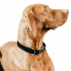 Kentucky Dogwear - Colliers pour chiens Corduroy Noir Online