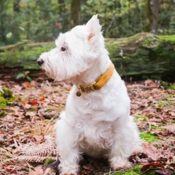 Sale Kentucky Dogwear - Colliers pour chiens Velvet Moutarde Jaune