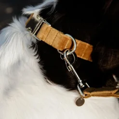 Sale Kentucky Dogwear - Colliers pour chiens Velvet Moutarde Jaune