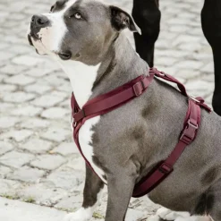 Kentucky Dogwear - Harnais pour chien actif velours Bordeaux Online