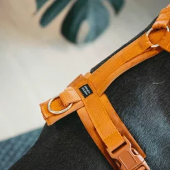 Kentucky Dogwear - Harnais pour chien actif velvet orange Online