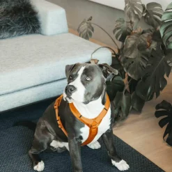 Kentucky Dogwear - Harnais pour chien actif velvet orange Online