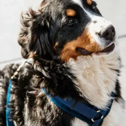 Kentucky Dogwear - Harnais pour chien actif velvet marine