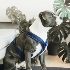 Kentucky Dogwear - Harnais pour chien actif velvet marine