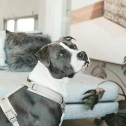 Online Kentucky Dogwear - Harnais pour chien actif velvet beige