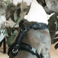 Kentucky Dogwear - Harnais pour chien actif velvet noir Best