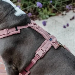 Kentucky Dogwear - Harnais pour chien Teddy Fleece vieux Rose Discount