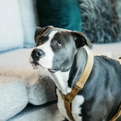 Kentucky Dogwear - Harnais pour chiens Velvet moutarde New